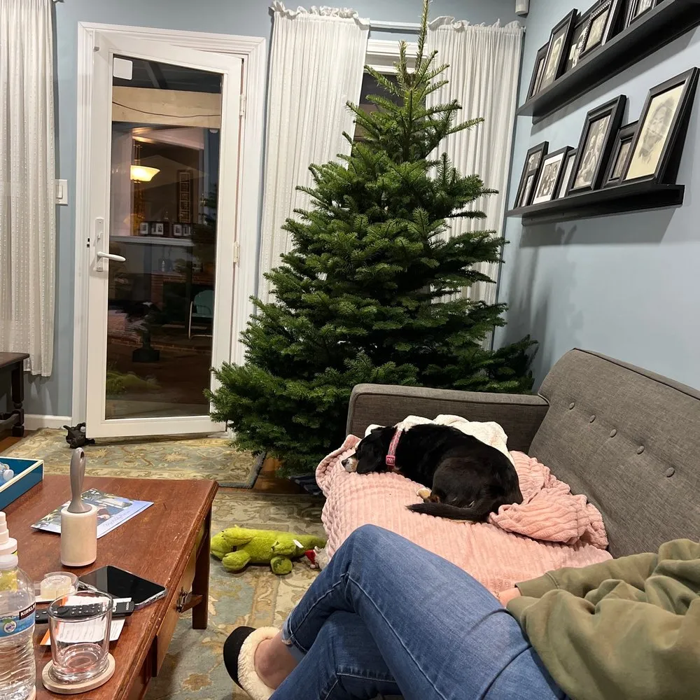 TOP 10 BEST Christmas Trees in Pomona, CA - Updated 2026 - Yelp