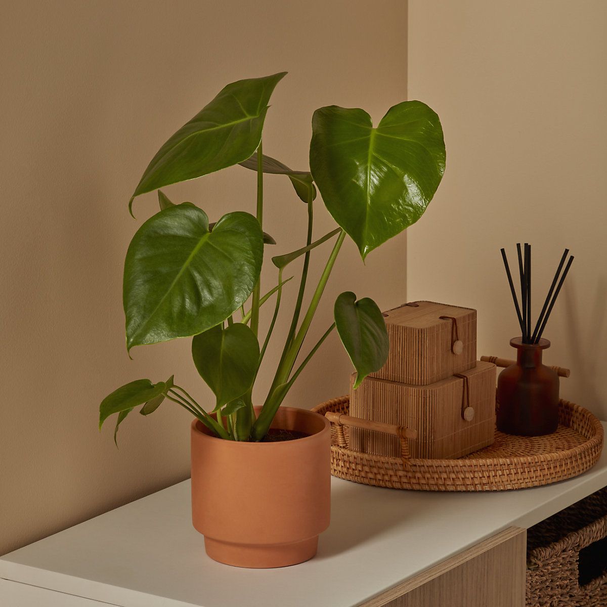 Verve Monstera Terracotta Decorative pot 13cm