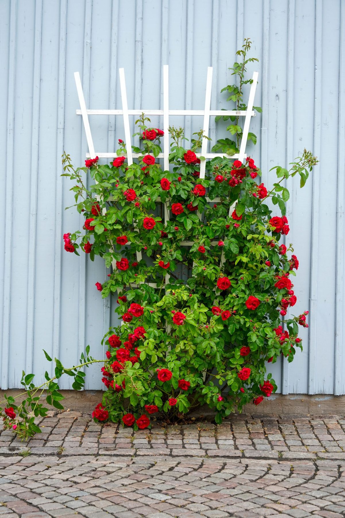Vibrant red roses climb a white trellis against a blue wall, contrasting beautifully.