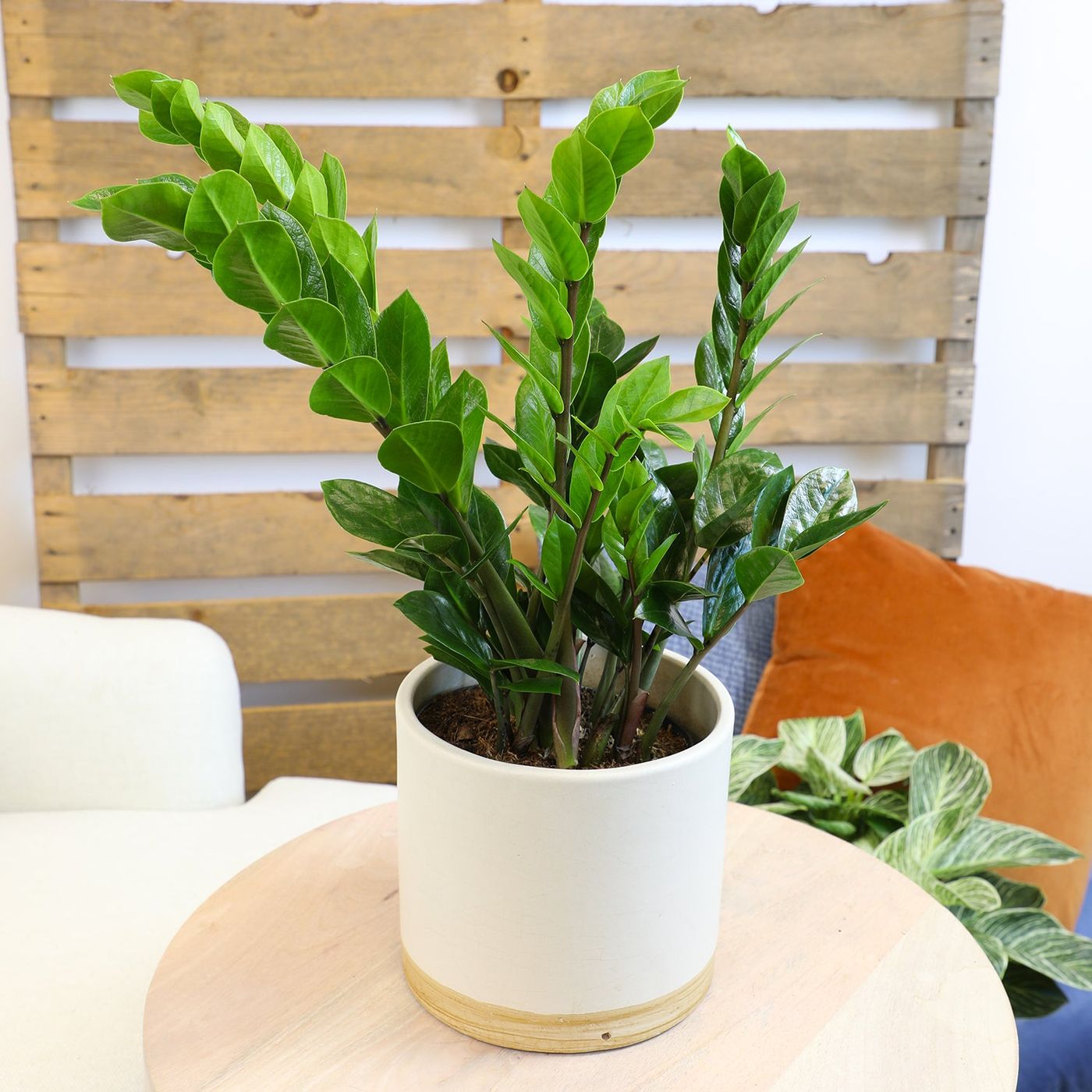 ZZ Plant: Easy Live Houseplant - (6” Pot) – Easy Plant Care – Zamiocul – Altman Plants - Retail